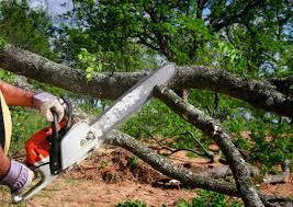 Best Tree Removal  in Bonifay, FL