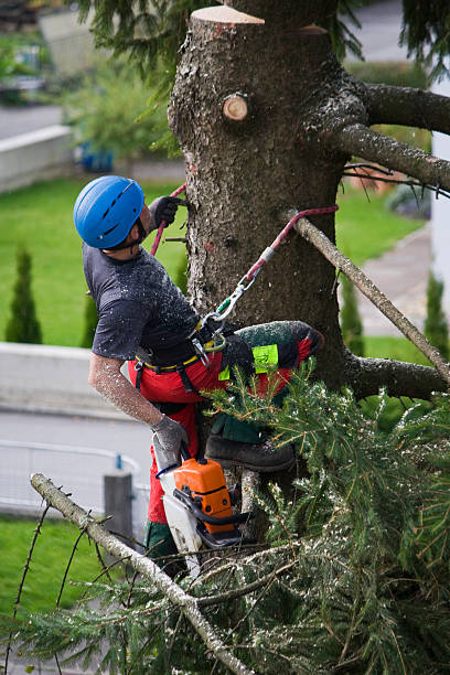 Best Mulching Services  in Bonifay, FL