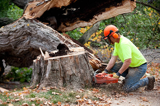 How Our Tree Care Process Works  in  Bonifay, FL